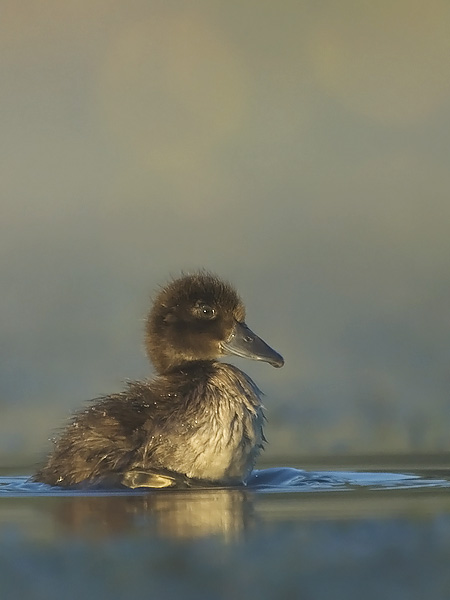 Tukkasotka, Tufted Duck, Aythya fuligula